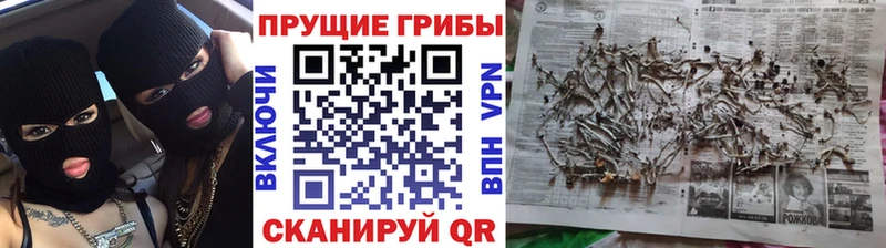 Псилоцибиновые грибы Cubensis  Таруса 
